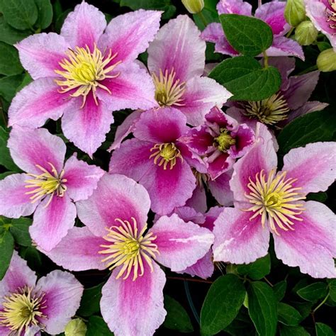 Clematis Piilu